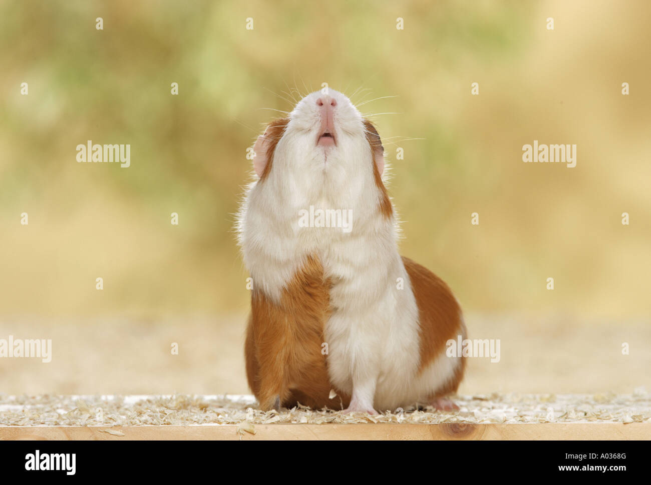 guinea pig looking up Stock Photo Alamy