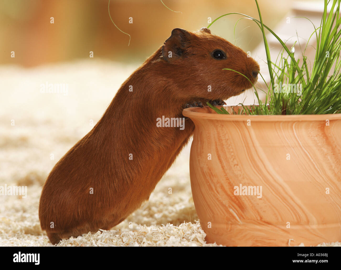 guinea pig at flower pot Stock Photo