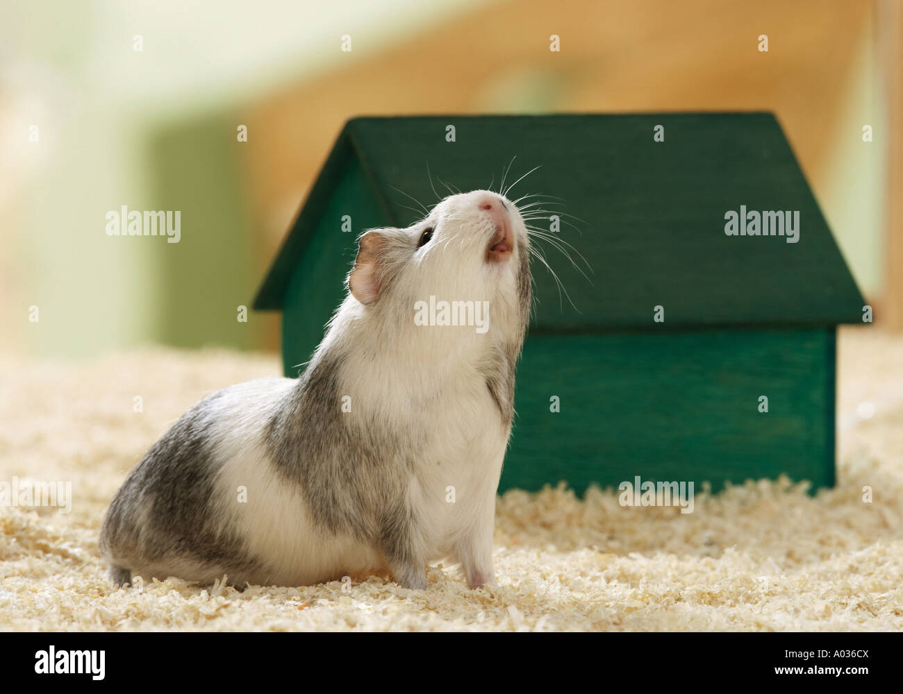 guinea pig looking up Stock Photo Alamy