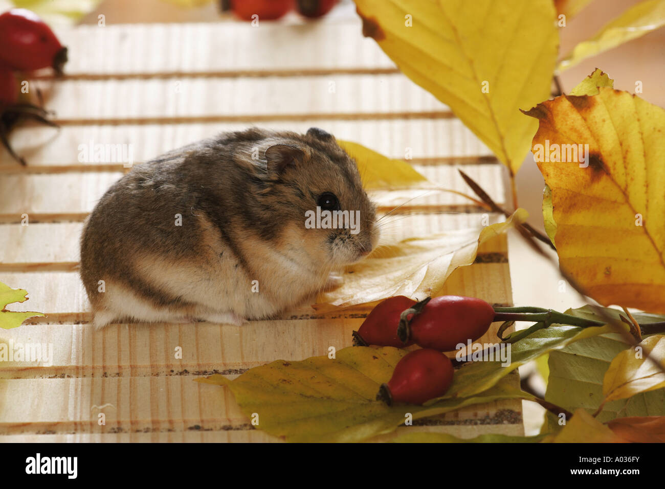 Campbell's Dwarf Hamster next to leaves / Phodopus campbelli Stock