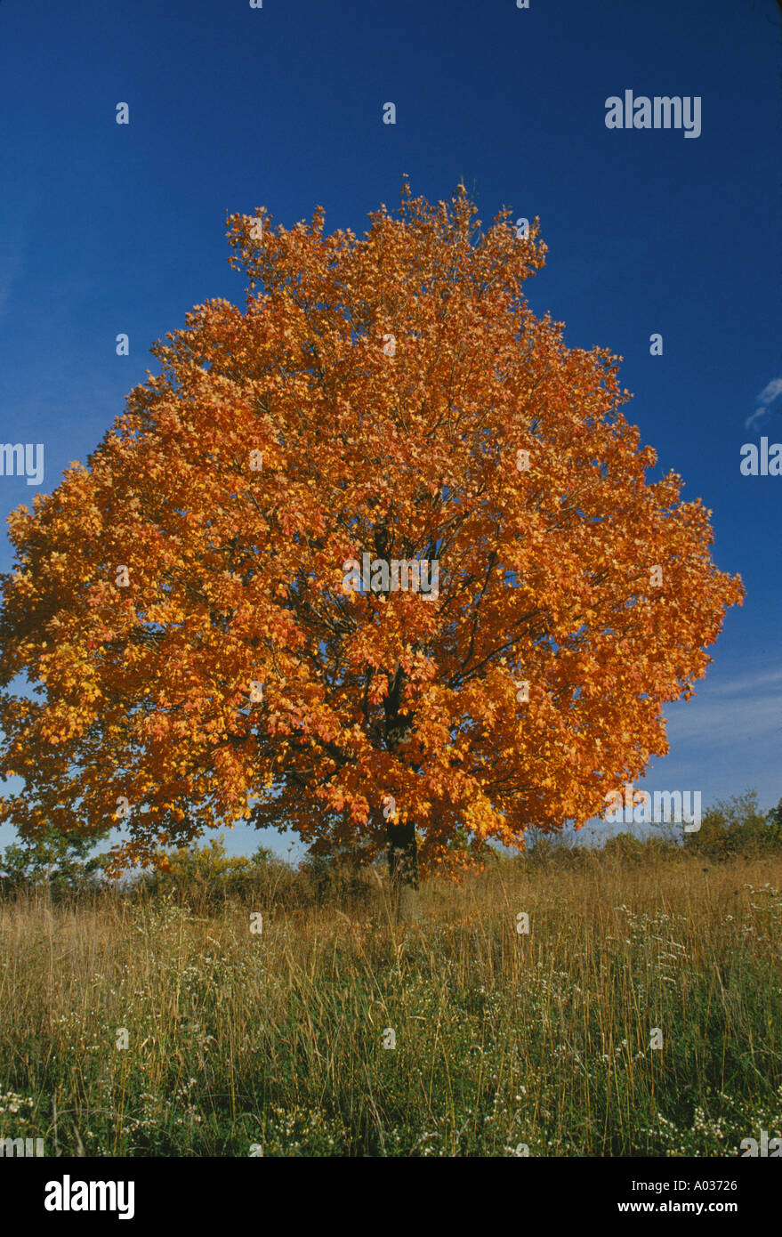 Maple tree (Acer saccharum) in four season series shown here in fall ...