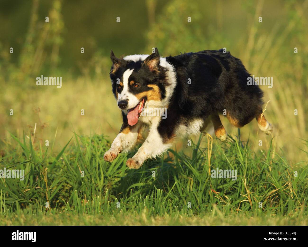 Australian Shepherd jumping Stock Photo