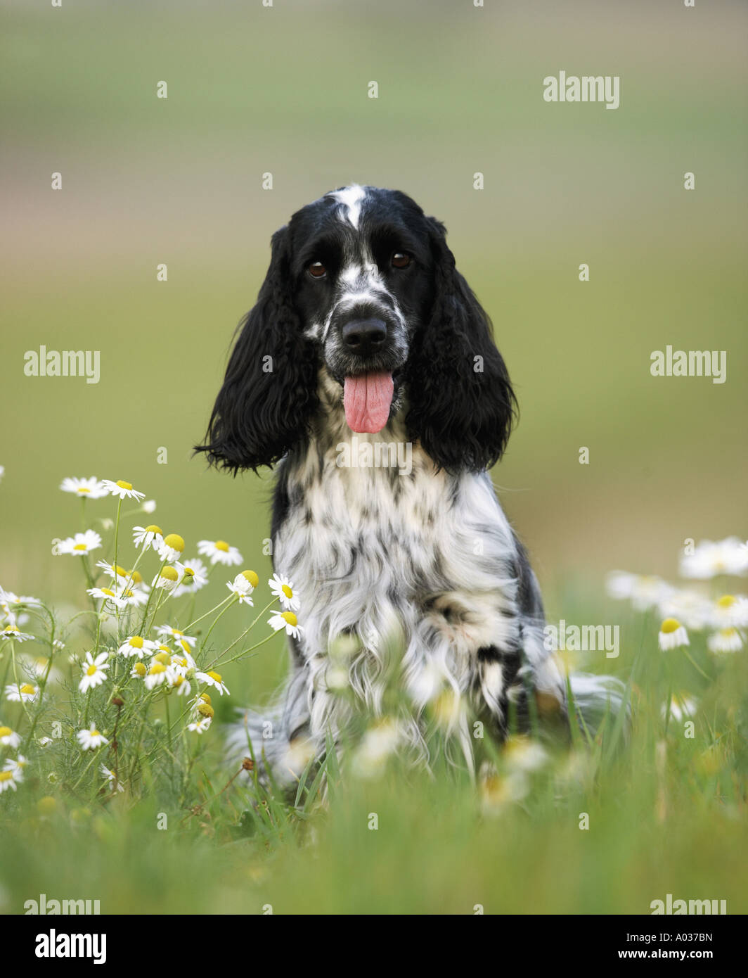 English cockers spaniels hi-res stock photography and images - Alamy