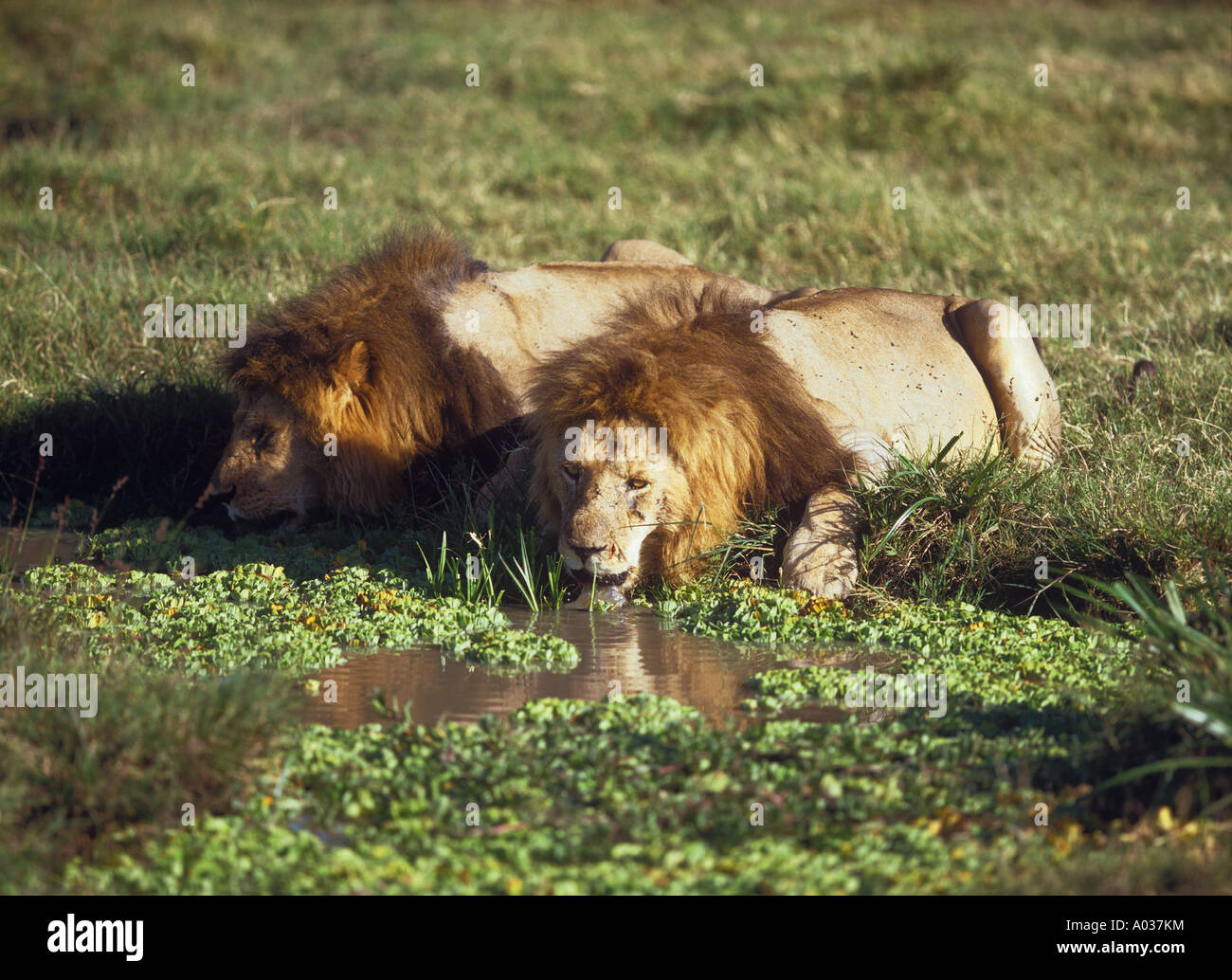 two lions drinking Panthera leo Stock Photo