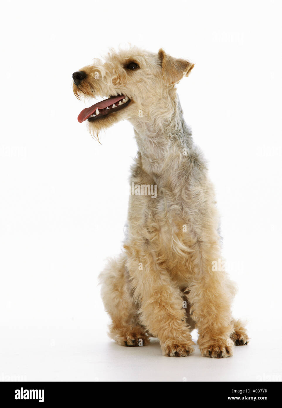 Lakeland Terrier, adult sitting cut out Stock Photo Alamy