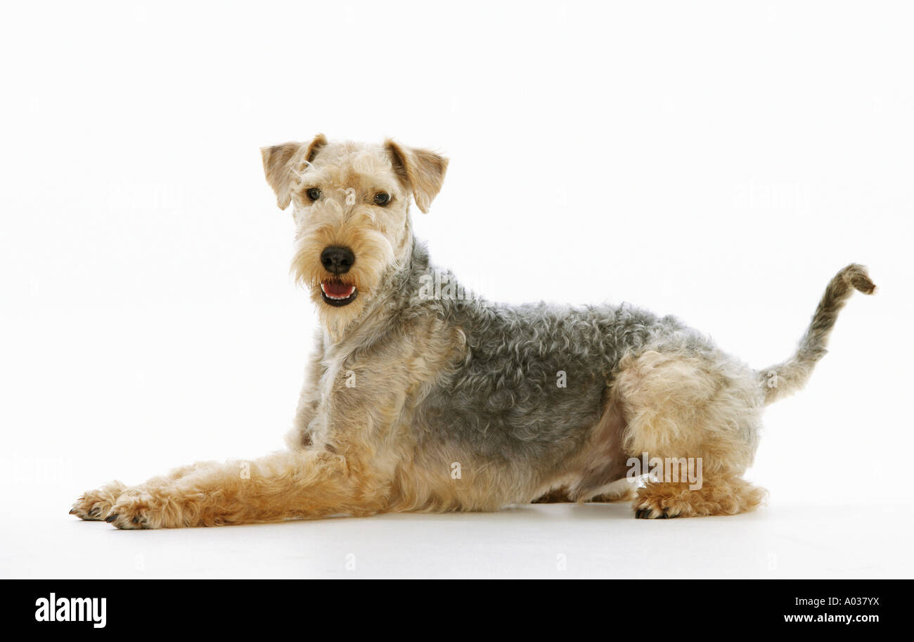 Lakeland Terrier lying cut out Stock Photo Alamy