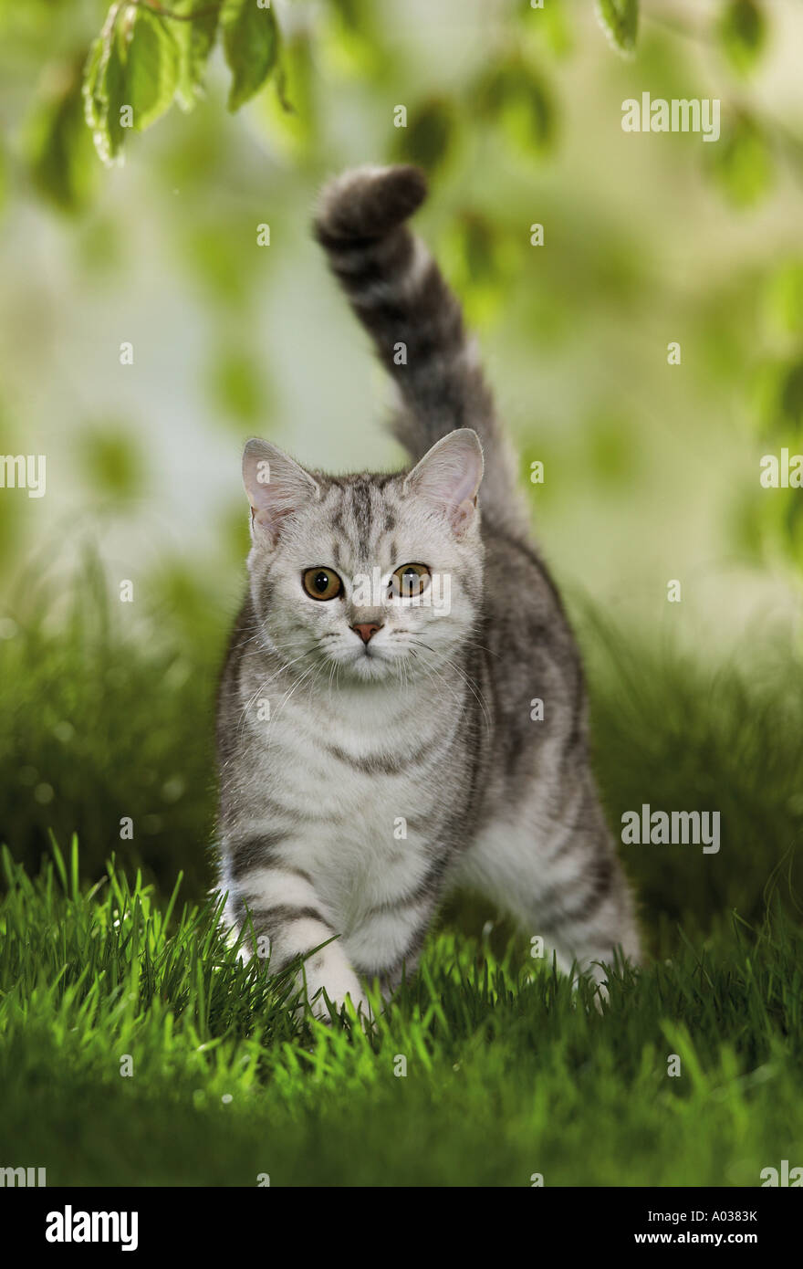 British Shorthair Cat Standing On Meadow Stock Photo 9865446