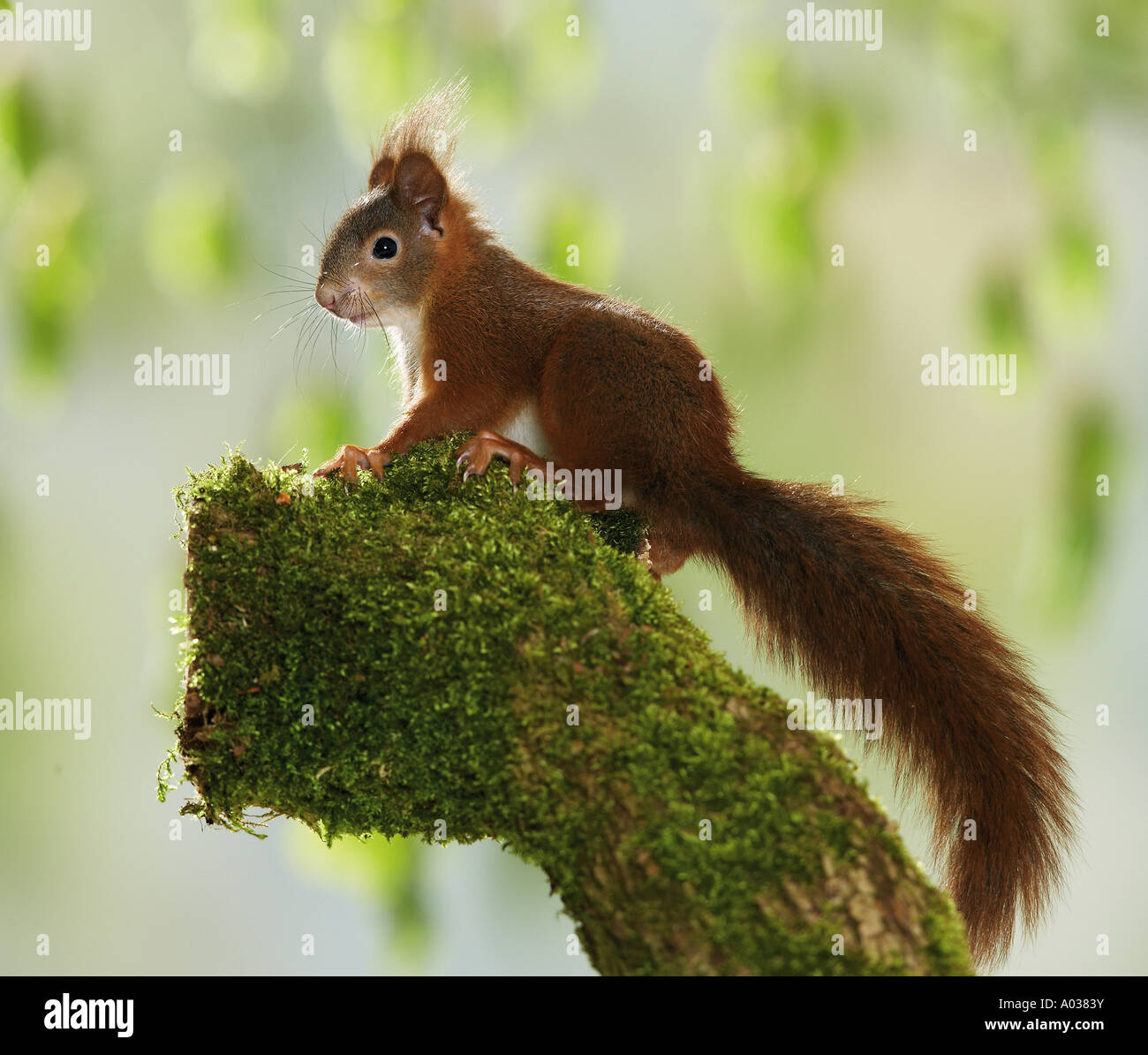 young European red squirrel / Sciurus vulgaris Stock Photo