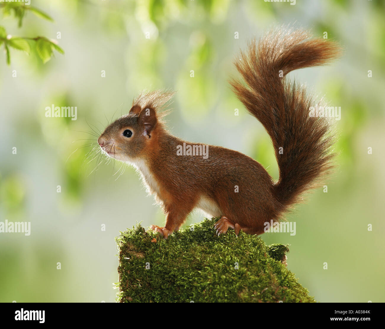 young European red squirrel / Sciurus vulgaris Stock Photo
