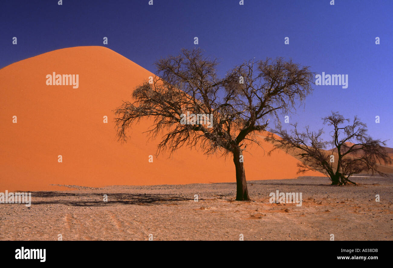 Namibia highest sand dune on earth in Namib Naukluft Park Stock Photo