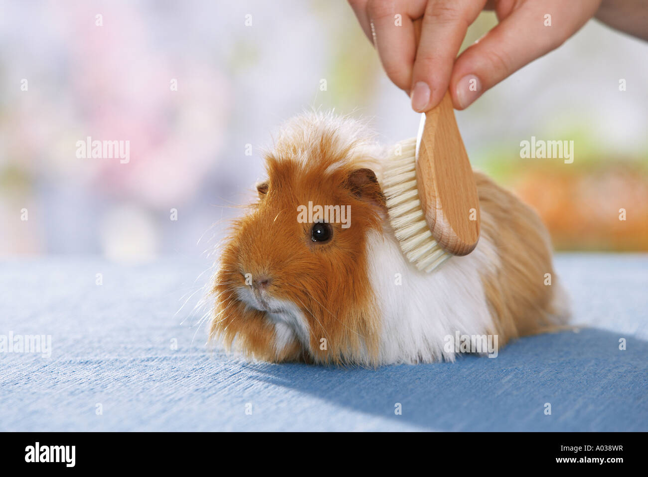 Guinea Pig Brush High Resolution Stock Photography and Images - Alamy