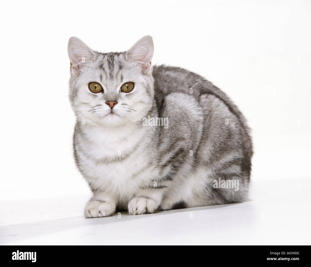 British Shorthair cat - cut out Stock Photo