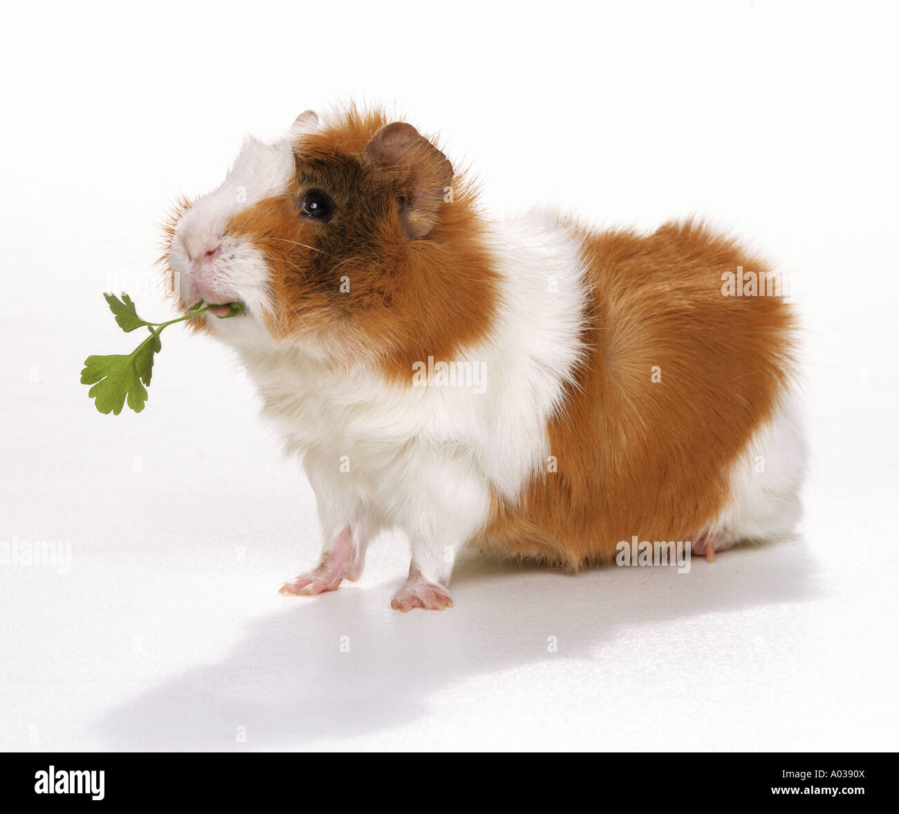 guinea pig with parsley in mouth Stock Photo Alamy