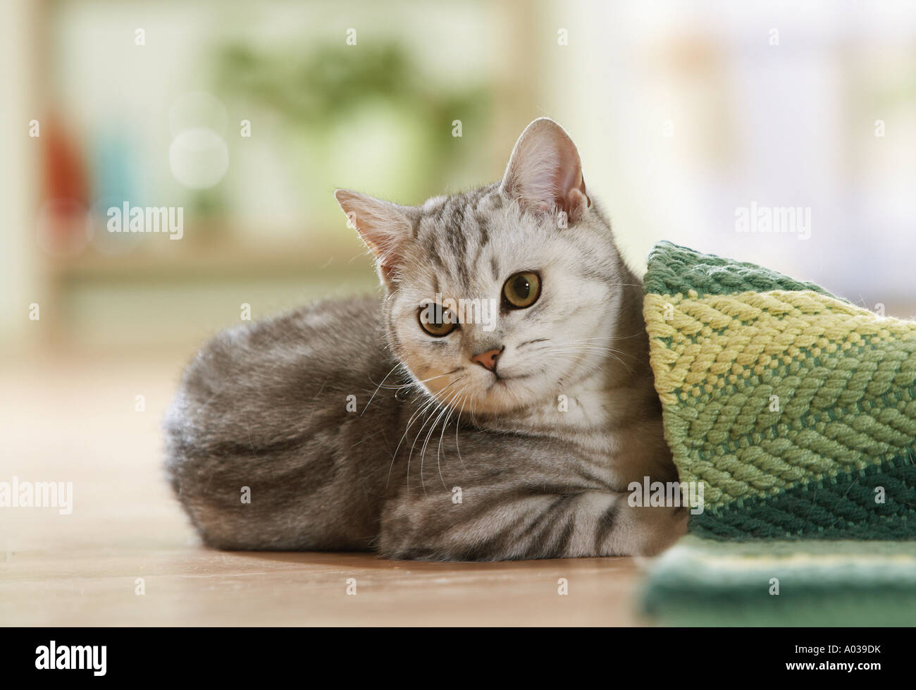 British Shorthair cat - lying next to rug Stock Photo - Alamy