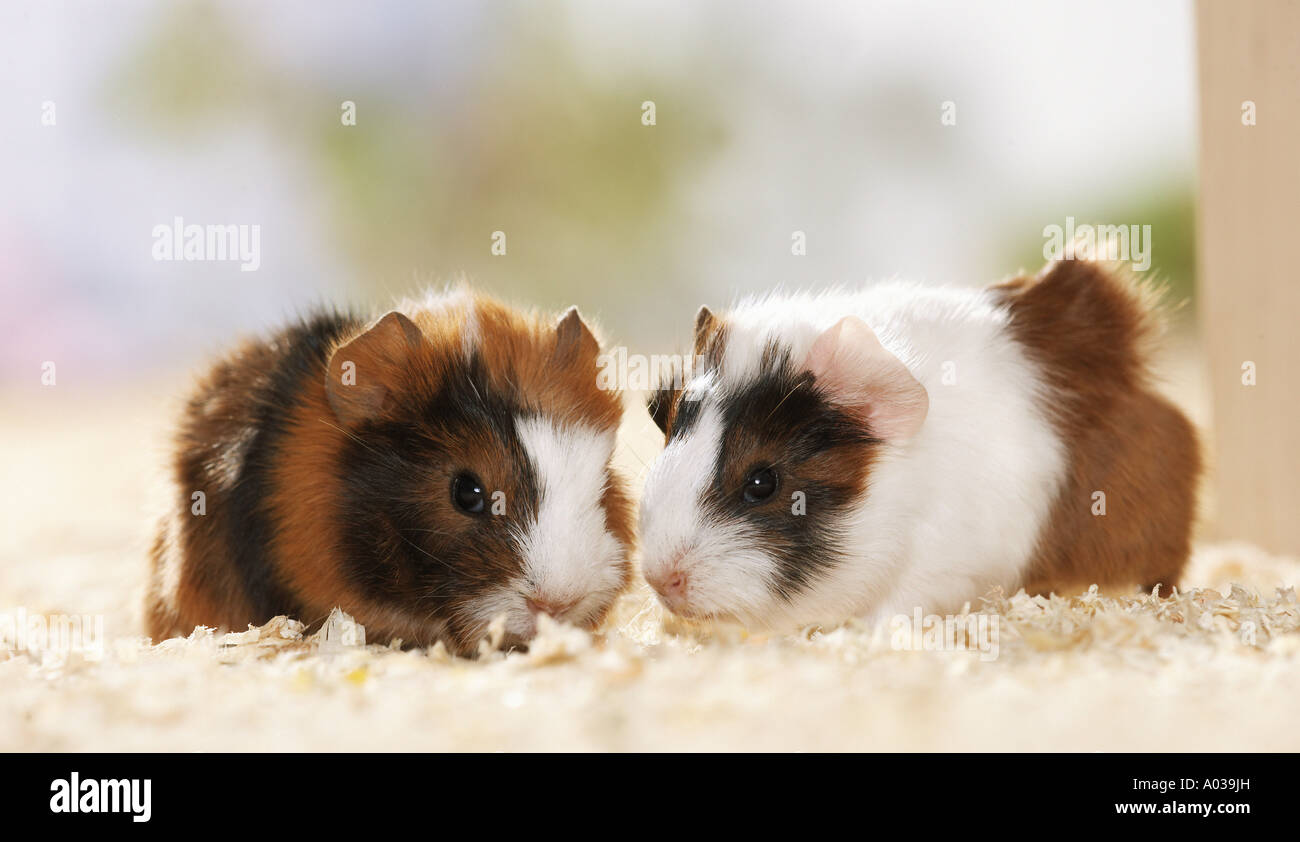 two young guinea pigs Stock Photo