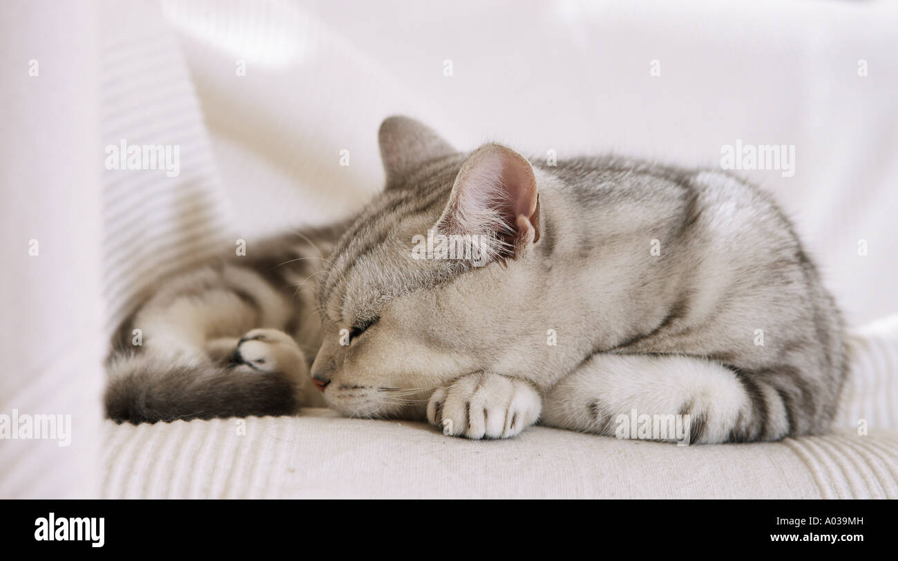 British Shorthair cat sleeping on blanket Stock Photo Alamy
