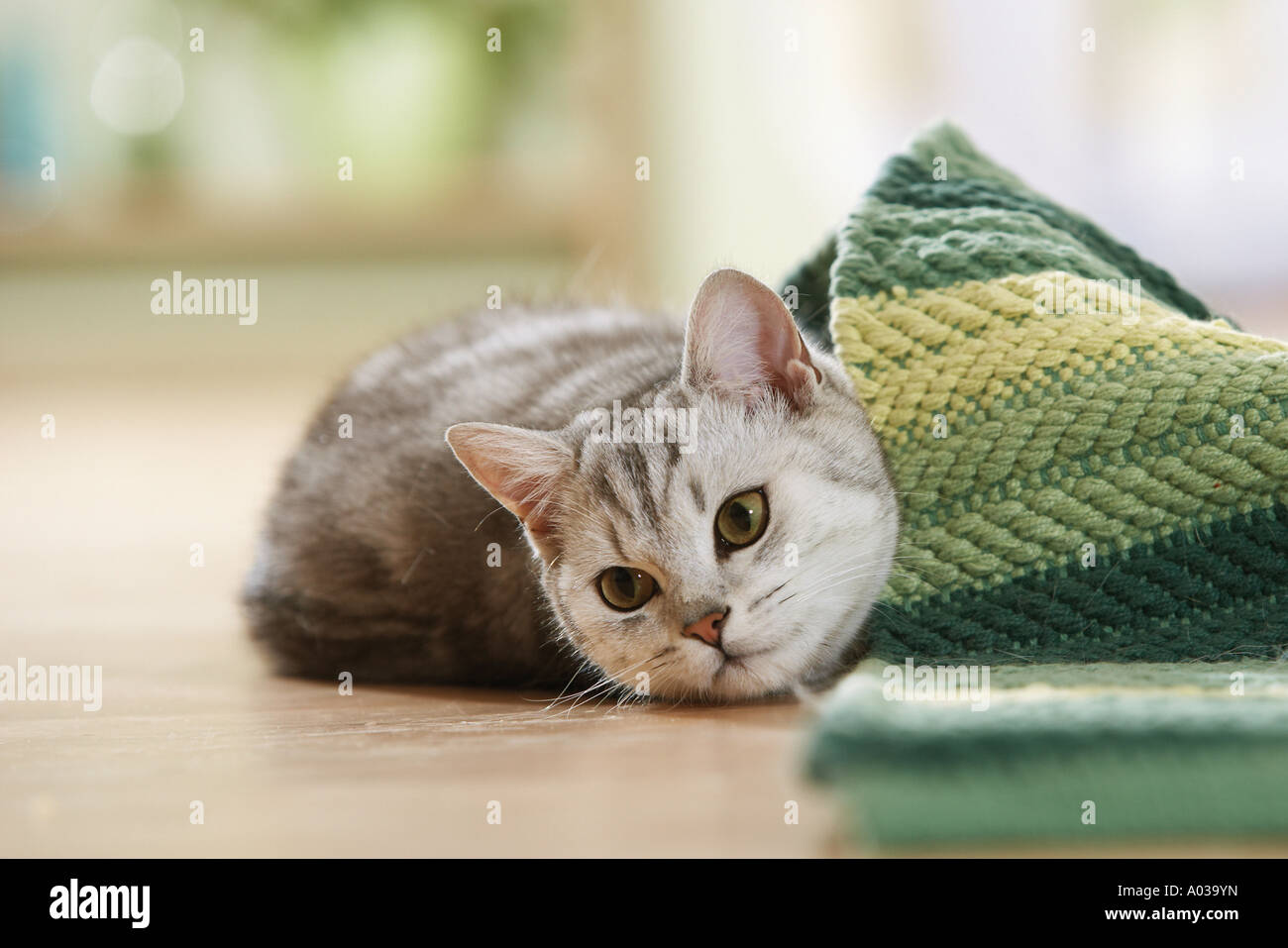 British Shorthair cat, lying next to rug Stock Photo - Alamy