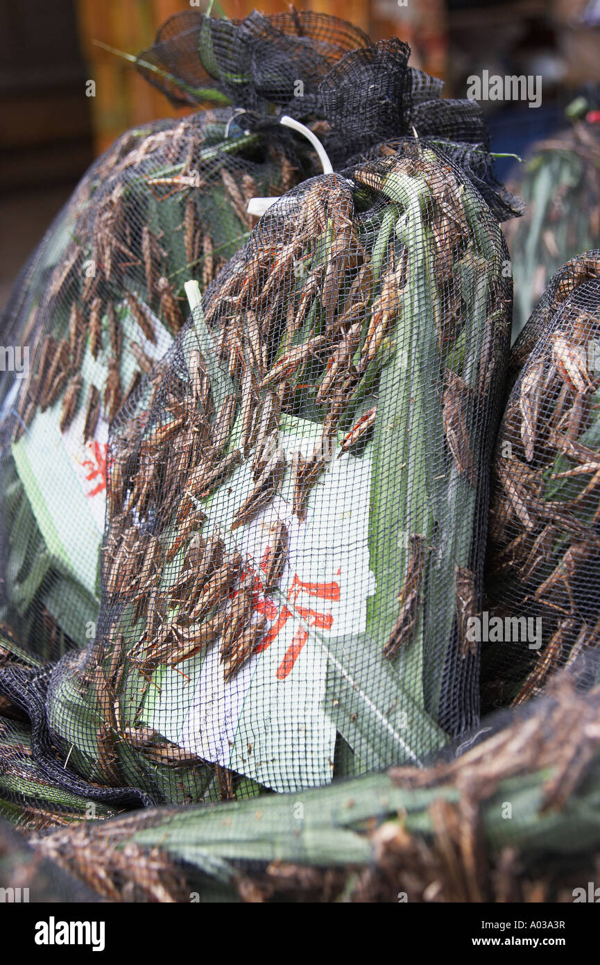 Live Crickets For Sale, Bird Market Stock Photo Alamy