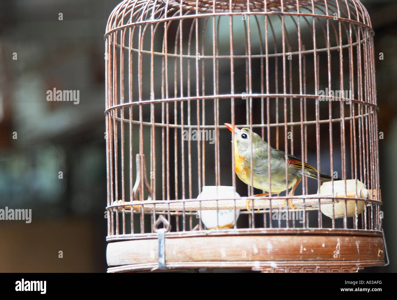 Green Bird In Cage, Bird Market, Mongkok Stock Photo