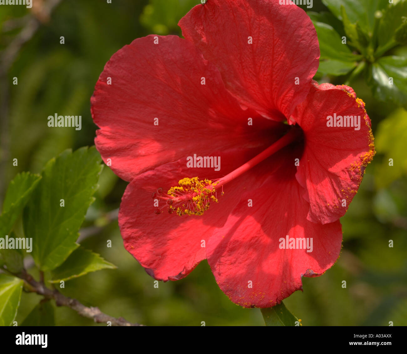 hibiscus flower red Stock Photo
