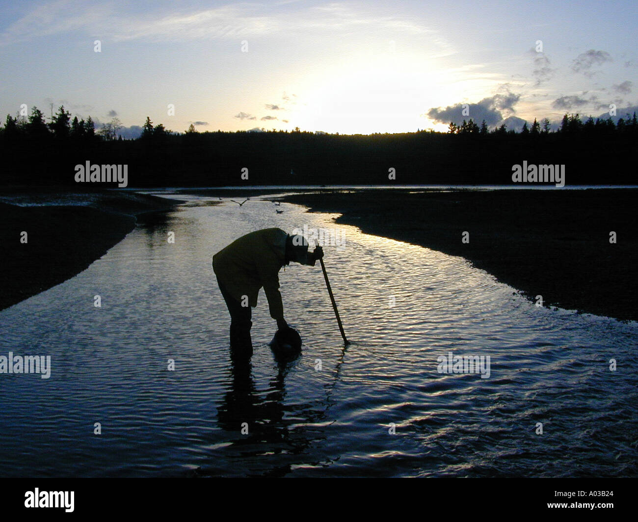 Clam digging on a Hood Canal Washington beach Digger is washing his