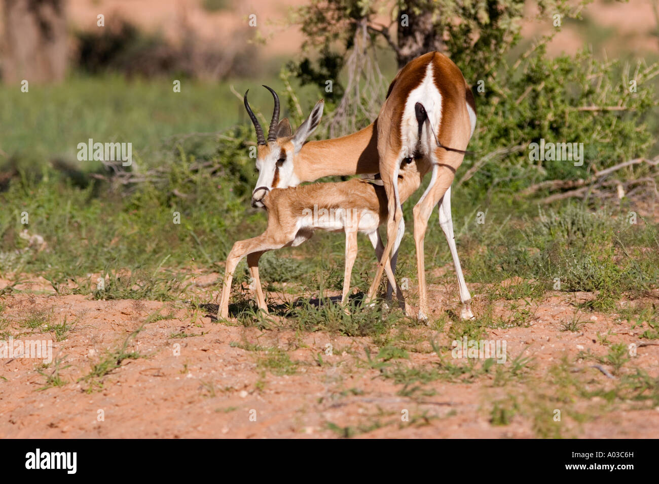 springbok with young Stock Photo - Alamy