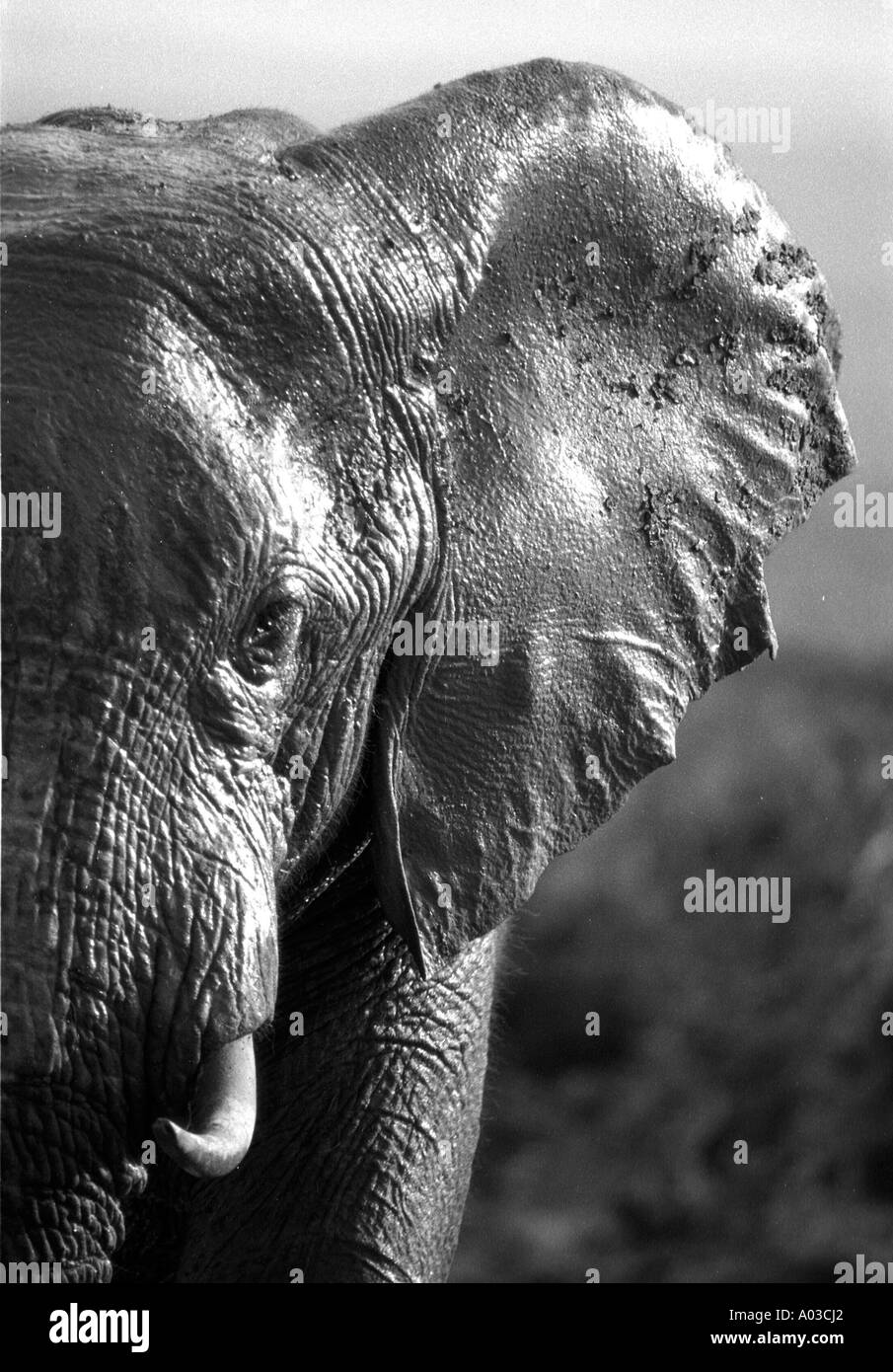 A large bull elephant shines in the sun after a cooling mud bath at the Addo Elephant National Park, Eastern Cape, South Africa. Stock Photo