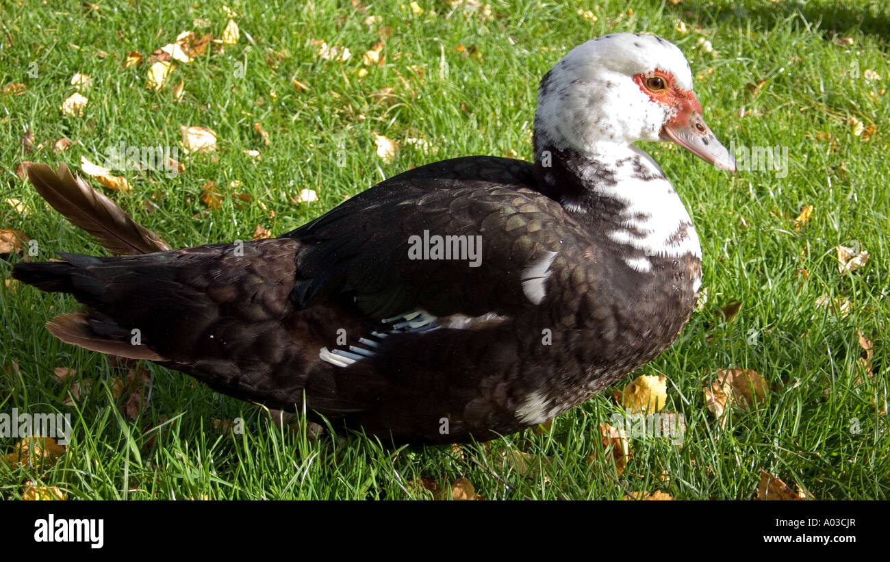Muscovy Duck, Suffolk, England, UK Stock Photo - Alamy