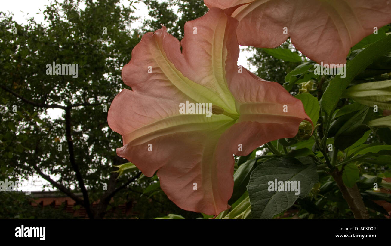 Angel's Trumpet, Brugmansia Ecuador Pink Solanacaeae Stock Photo
