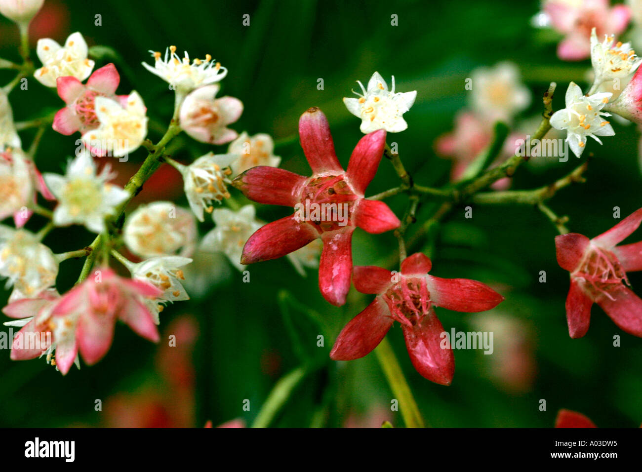 Australian Christmas bush Stock Photo