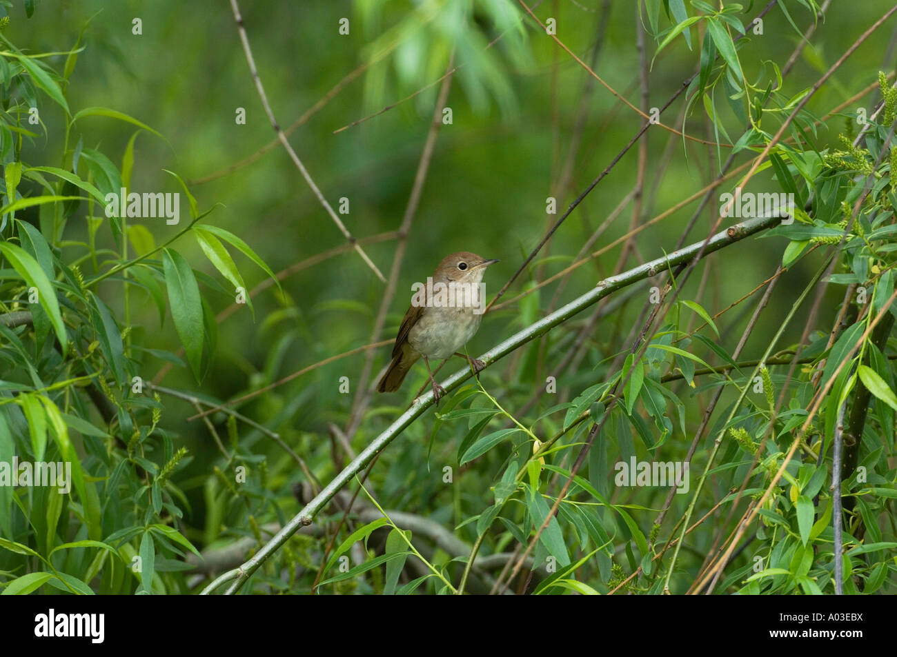 Nightingale bird wildlife habit hires stock photography and images Alamy