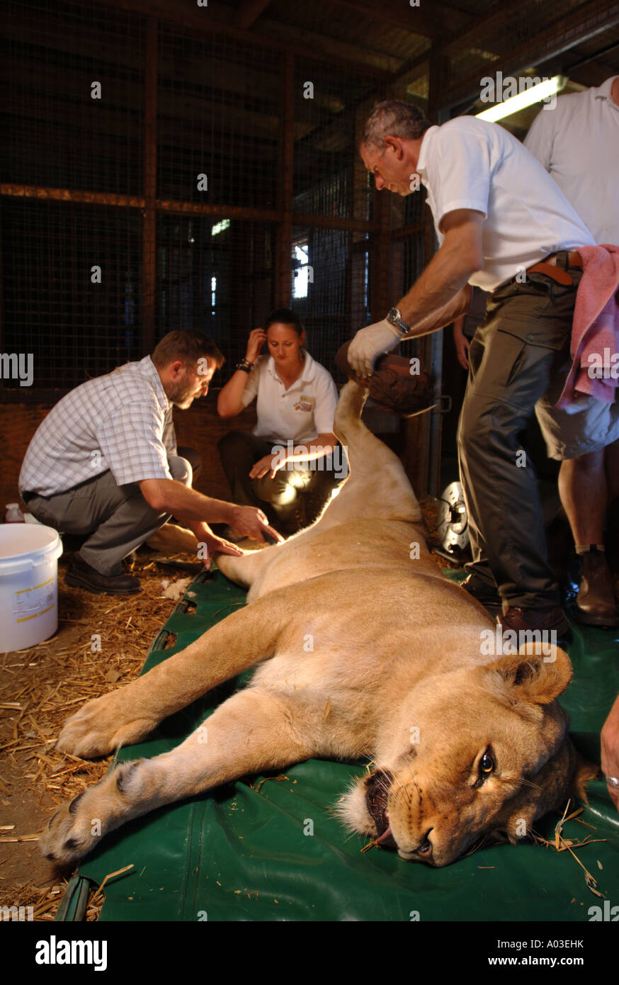 VETS AND WARDENS HANDLING A TRANQUILLISED LIONESS TO INJECT ...