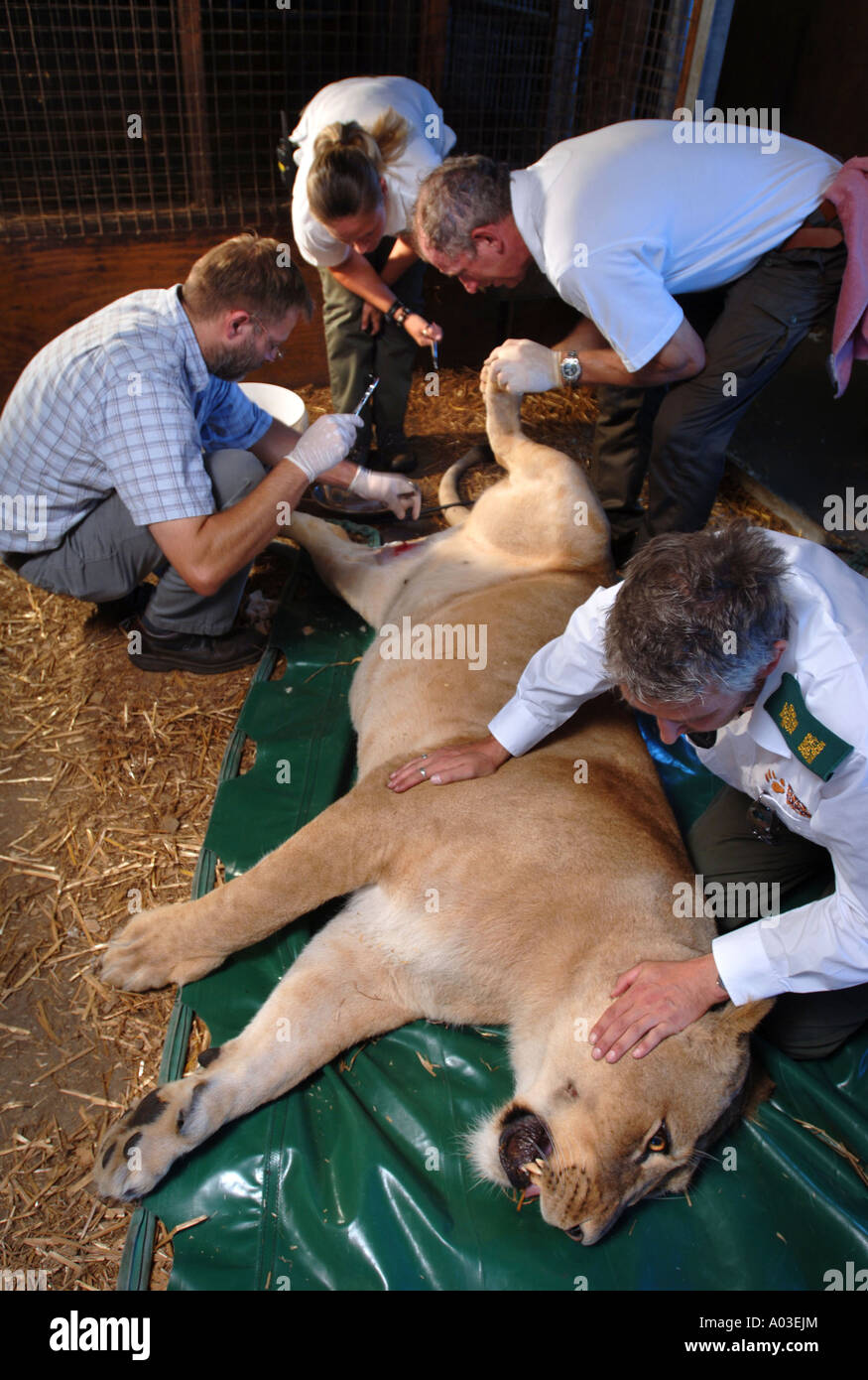 VETS AND WARDENS HANDLING A TRANQUILLISED LIONESS TO INJECT ...