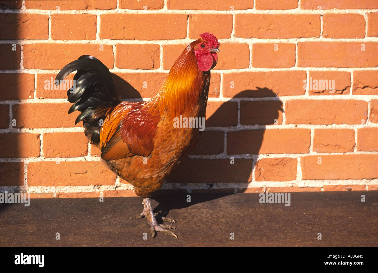 Cockerel Stock Photo