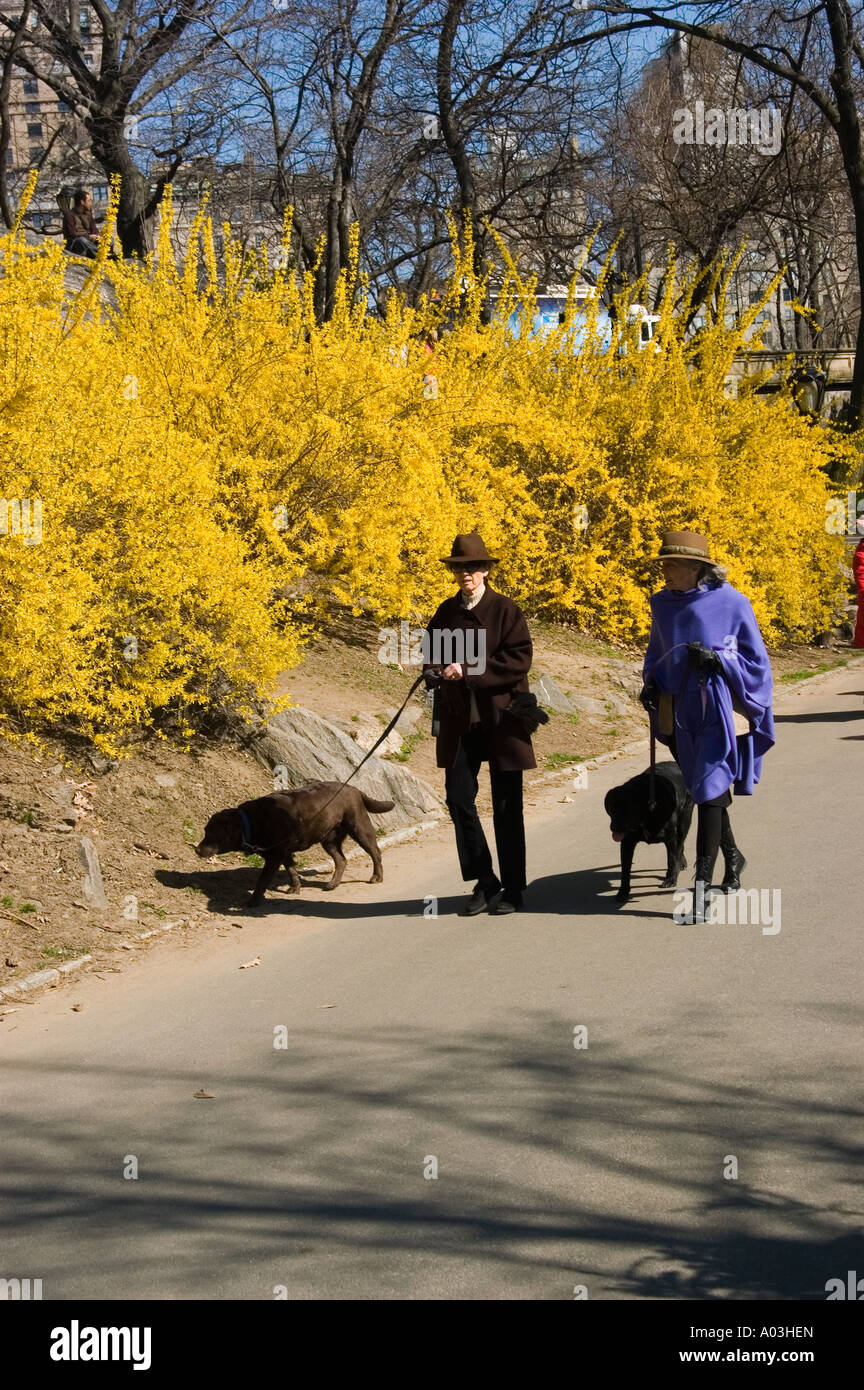 New York City New York Dog walking in Spring time with blossoms in