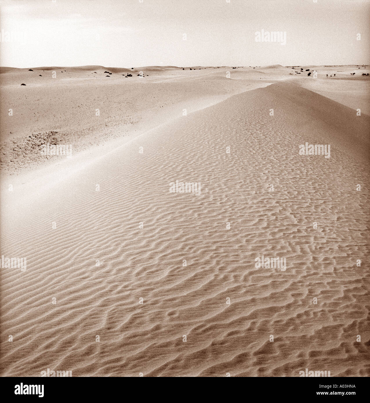 Sahara desert dune Stock Photo - Alamy