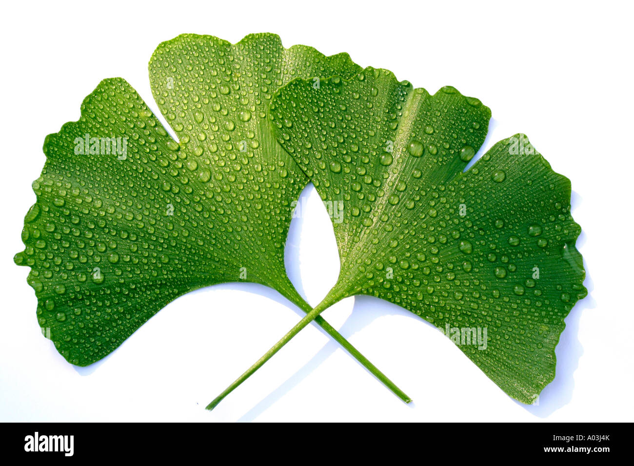 Maiden hair tree Ginkgo biloba Stock Photo - Alamy