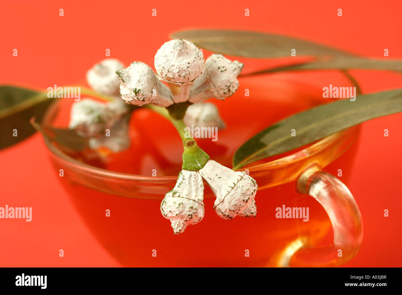 Eucalyptus infusion Stock Photo