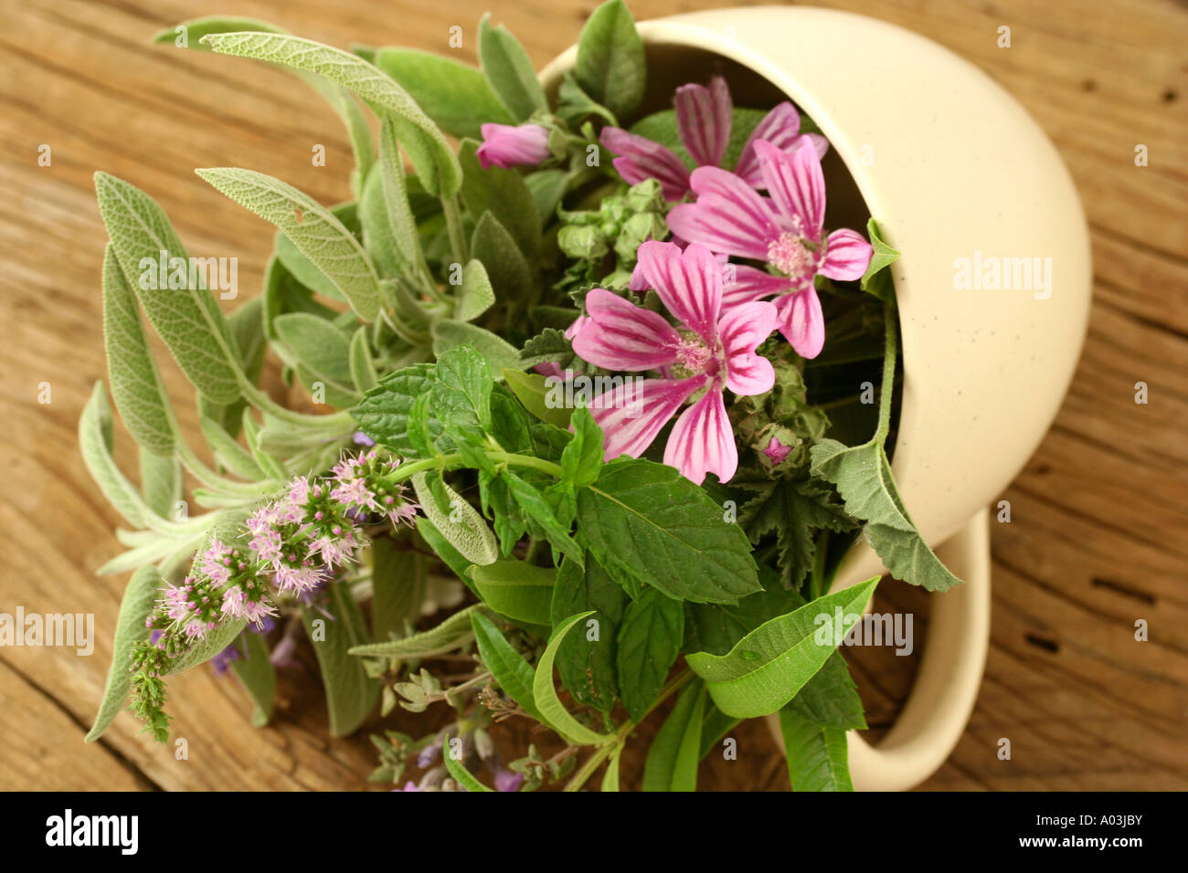 Medicinal herbs for infusion Stock Photo