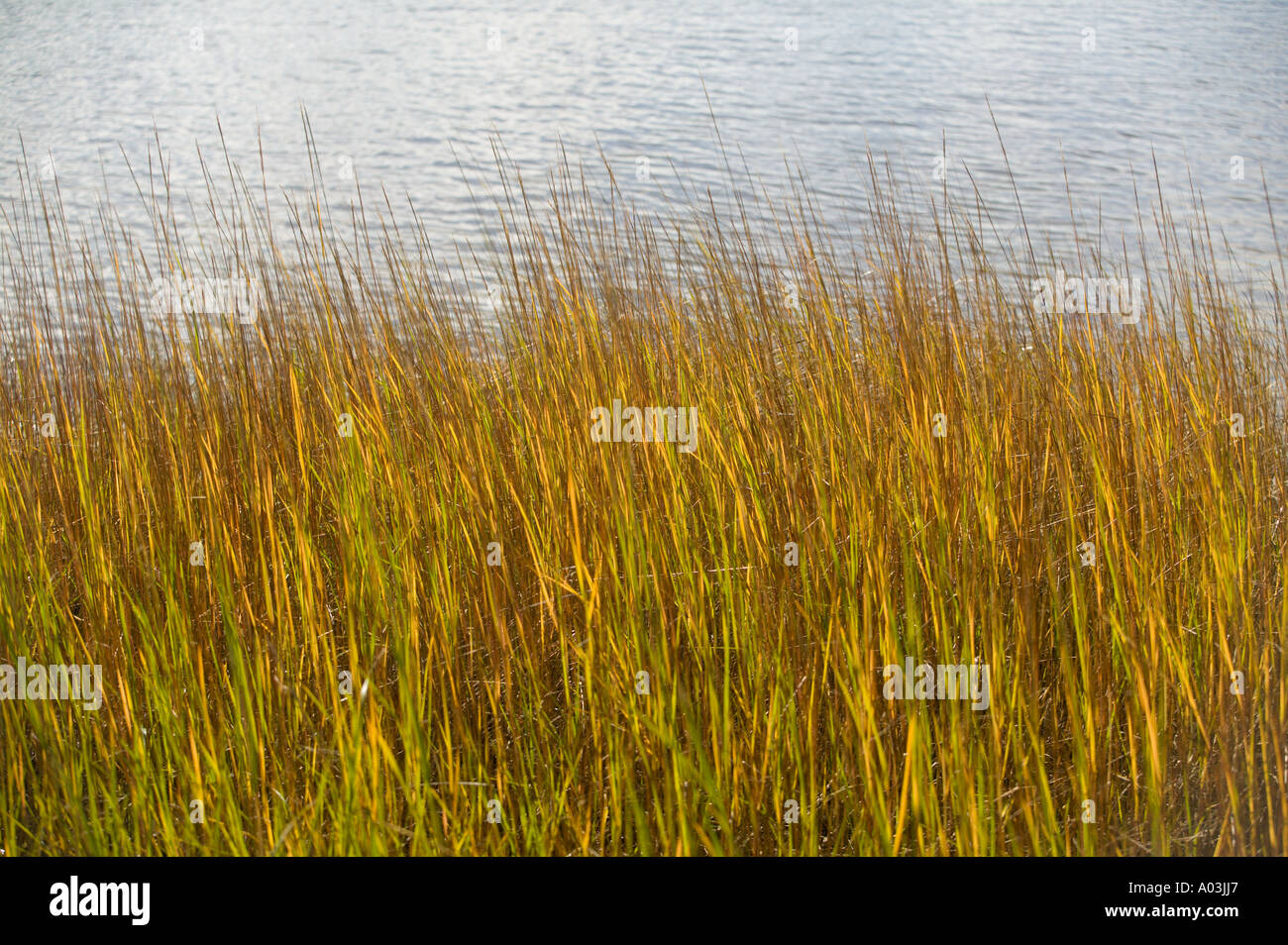 Golden Marsh Grass in Autumn Wellfleet, Cape Cod Massachusetts Stock