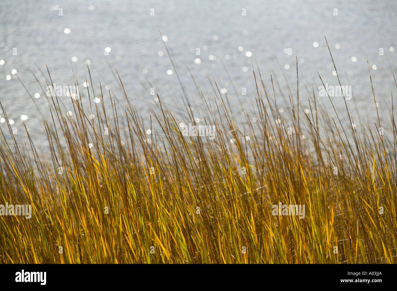 Golden Marsh Grass in Autumn Wellfleet, Cape Cod Massachusetts Stock