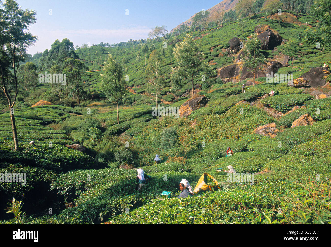 Tea Plantation, Kerala, India Stock Photo Alamy