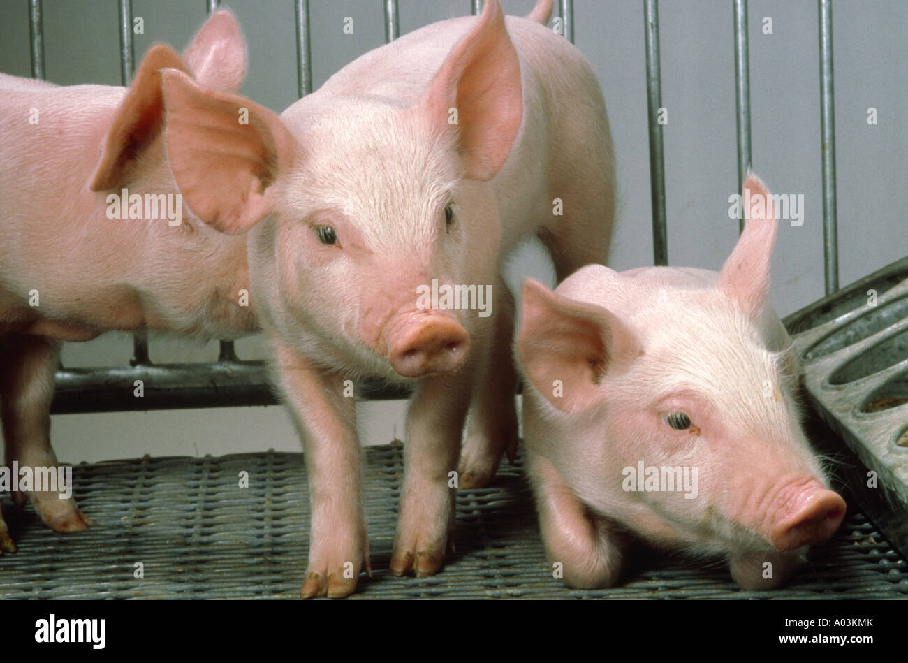 20 25 LB 4 WEEK OLD FEEDER PIGS Stock Photo Alamy