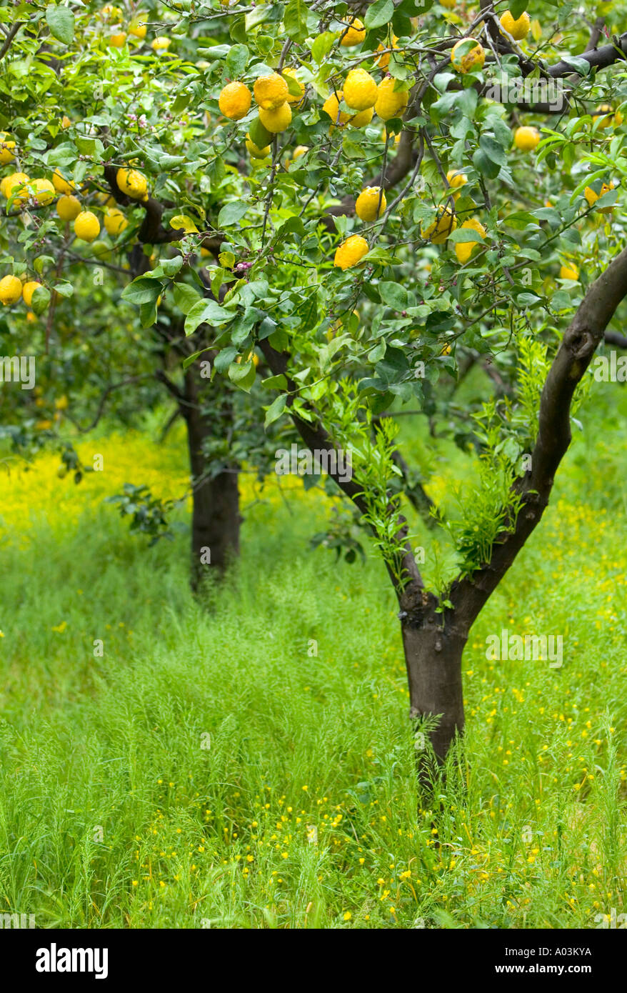 Sorrento lemon grove hi-res stock photography and images - Alamy