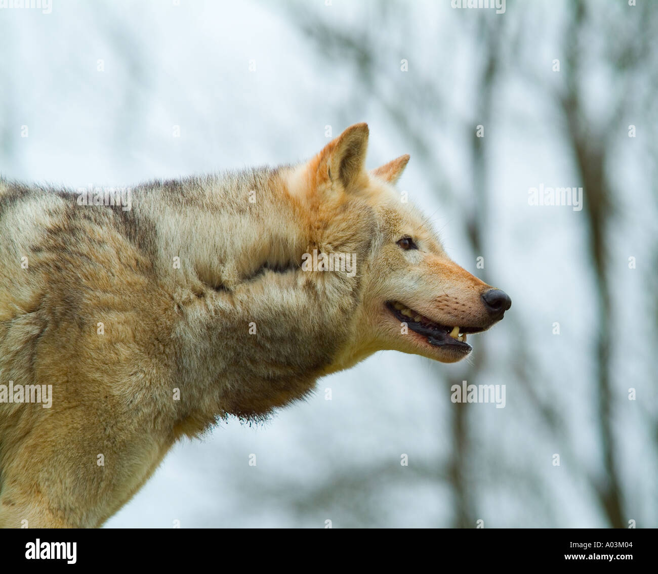 Wolf hunt england hi-res stock photography and images - Alamy