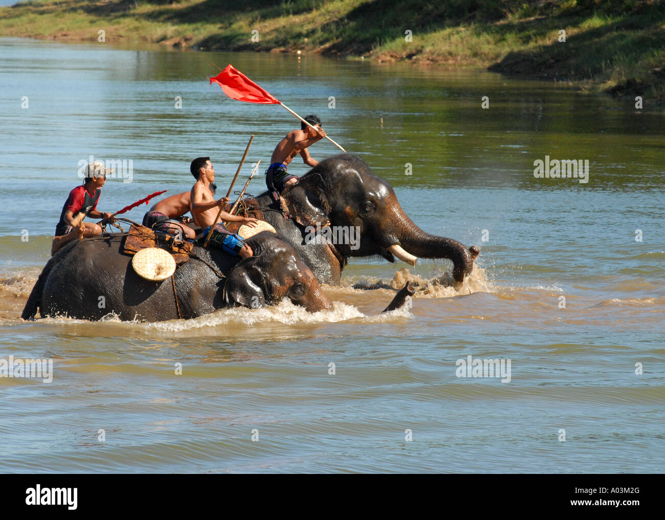 Elephant race during the Hué Festival , central Vietnam Stock Photo Alamy