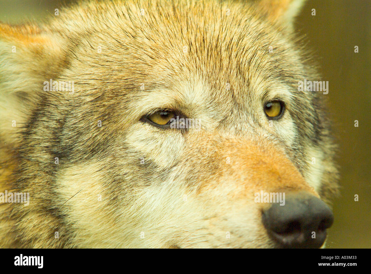 Wolf hunt england hi-res stock photography and images - Alamy