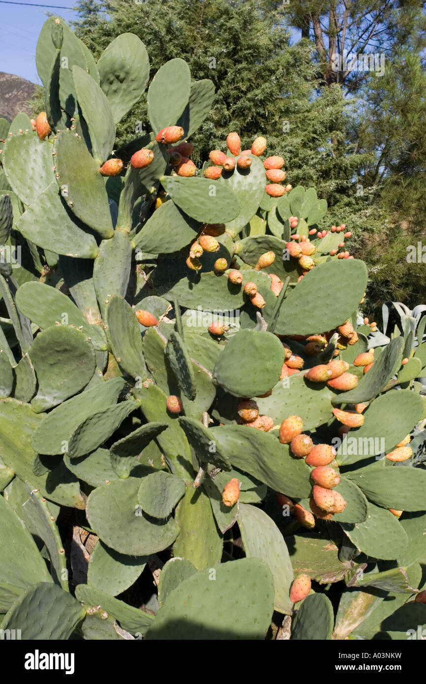 Prickly pear Opuntia littoralis with flower buds Parque Natural do Douro International Portugal Stock Photo