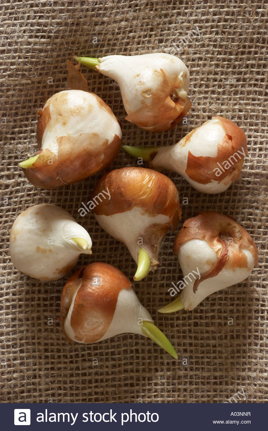 Tulip Bulbs Sprouting High Resolution Stock Photography and Images Alamy