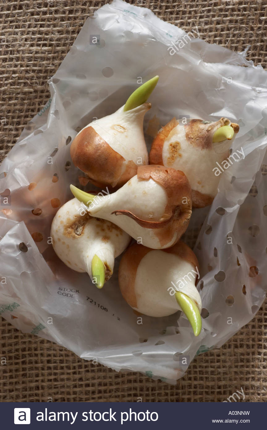 Tulip Bulbs Sprouting High Resolution Stock Photography and Images Alamy